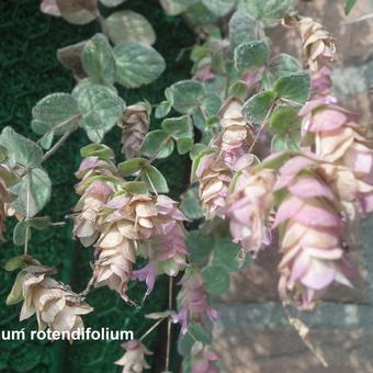 Origanum rotundifolium