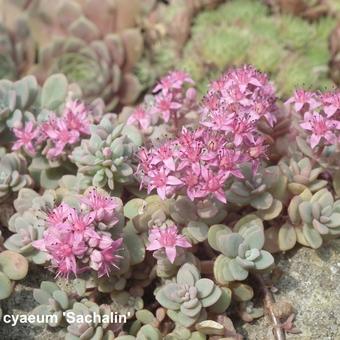 Sedum cyaneum 'Sachalin'