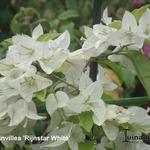 Bougainvillea 'RIJNSTAR White' - Bougainville