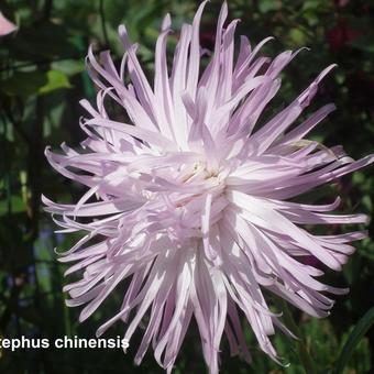 Callistephus chinensis