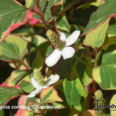 Moerasanemoon - Houttuynia cordata 'Chameleon'