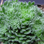 Sedum pilosum - Vetkruid