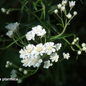 Achillea ptarmica