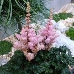 Astilbe x crispa 'Lilliput' - Pluimspirea