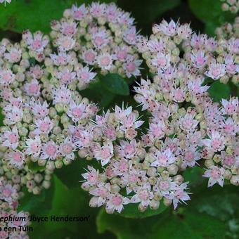 Sedum telephium 'Joyce Henderson'