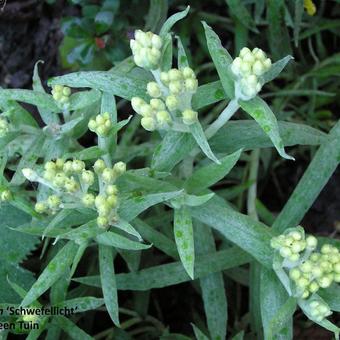 Helichrysum 'Schwefellicht'