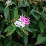 Spiraea japonica 'Genpei' - Spierstruik, spirea