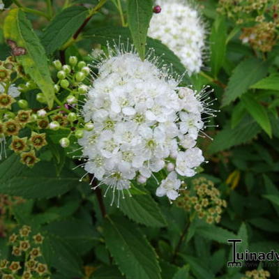 Spierstruik, spirea - Spiraea japonica 'Genpei'