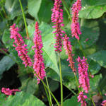 Persicaria amplexicaulis 'Firedance' - Duizendknoop