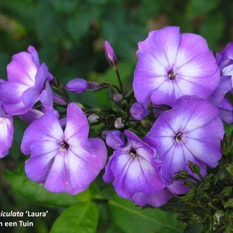 Phlox paniculata 'Uspekh'