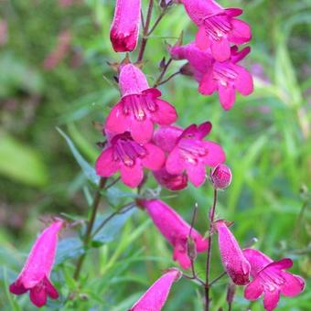 Penstemon 'Andenken an Friedrich Hahn'