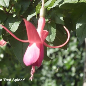 Fuchsia 'Red Spider'