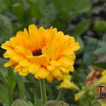 Calendula arvensis - Akkergoudsbloem