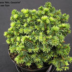 Picea pungens 'Mrs Cesarini' - Blauwe spar