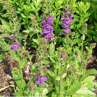 Verbascum wiedemannianum