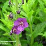 Verbascum wiedemannianum - Paarse toorts