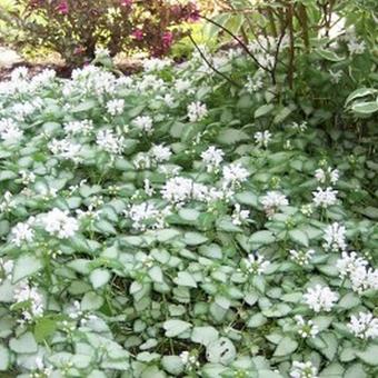 Lamium maculatum 'White Nancy'