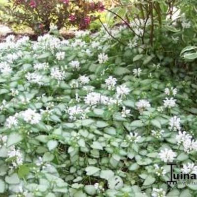 Gevlekte dovenetel - Lamium maculatum 'White Nancy'