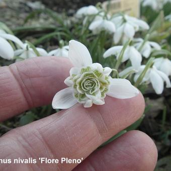 Galanthus nivalis 'Flore Pleno'