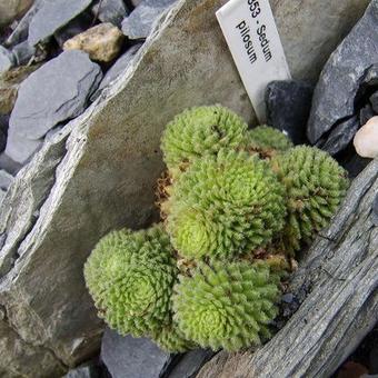 Sedum pilosum