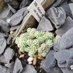 Sedum dasyphyllum subsp. dasyphyllum var. mesatlanticum - Vetkruid