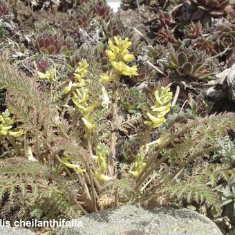 Corydalis cheilanthifolia