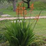 Chasmanthe floribunda - Afrikaanse vlag, Cobralelie