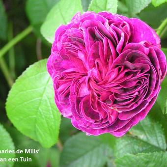 Rosa 'Charles de Mills'