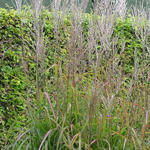 Miscanthus sinensis 'Samurai' - Prachtriet