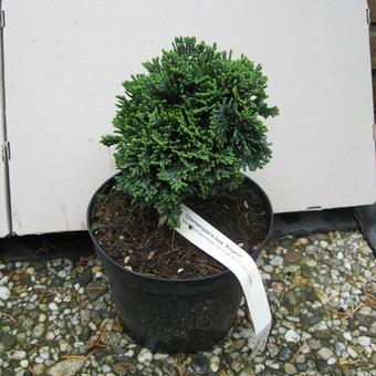 Chamaecyparis lawsoniana 'Brégéon'