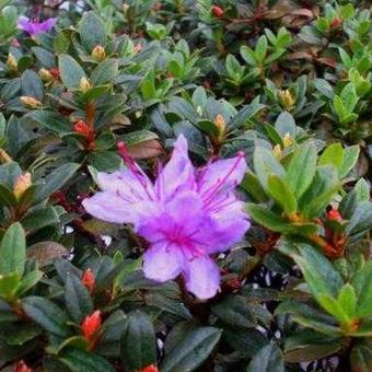 Rhododendron impeditum 'Moerheim'