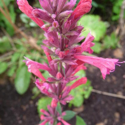 Anijsplant/Dropplant - Agastache mexicana 'Red Fortune'