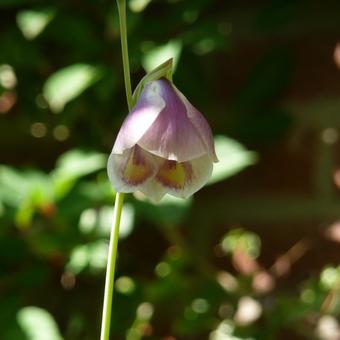 Gladiolus papilio