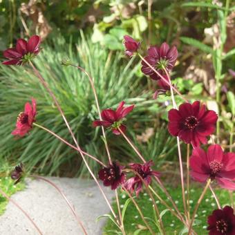 Cosmos atrosanguineus