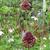 Allium amethystinum 'Red Mohican'