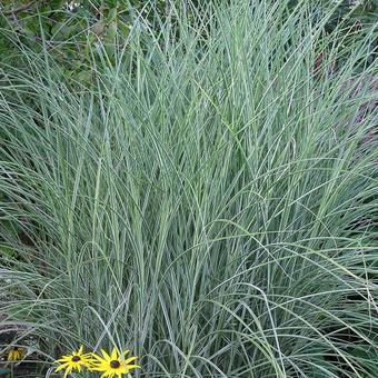 Miscanthus sinensis 'Morning Light'