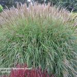 Miscanthus sinensis 'Yakushima Dwarf' - Prachtriet