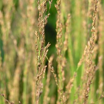 Molinia caerulea subsp. caerulea 'Moorhexe'