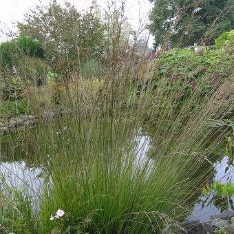 Molinia caerulea subsp. caerulea 'Heidebraut'