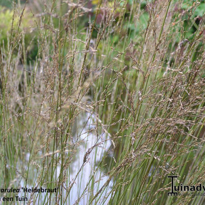 Pijpenstrootje - Molinia caerulea subsp. caerulea 'Heidebraut'