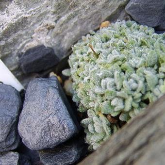 Draba ossetica racemosa