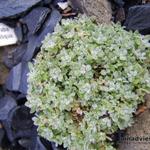 Draba longisiliqua - Geel hongerbloempje