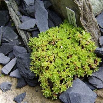 Crassula setulosa 'Milfordiae'