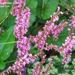 Persicaria amplexicaulis 'September Spires' - Duizendknoop