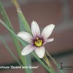 Sisyrinchium 'Quaint and Queer' - Bieslelie