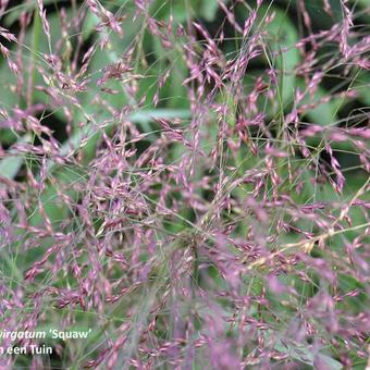 Panicum Virgatum 'Squaw'