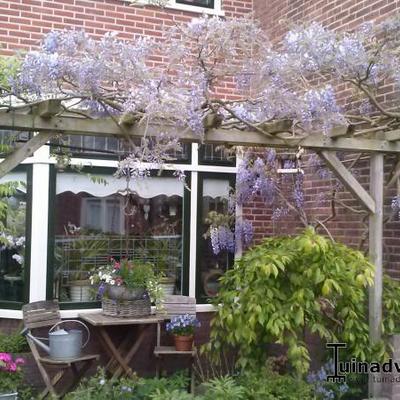 Wisteria floribunda 'Issai' - Blauwe regen