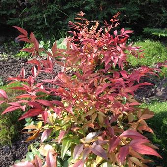 Nandina domestica 'Magical Sunrise'