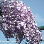 Wisteria sinensis 'Amethyst' - Blauwe regen