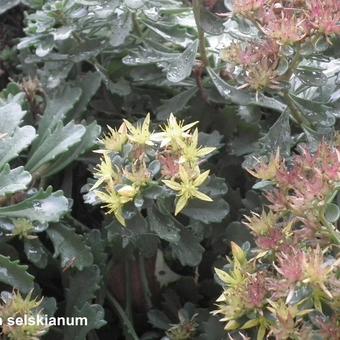 Sedum selskianum